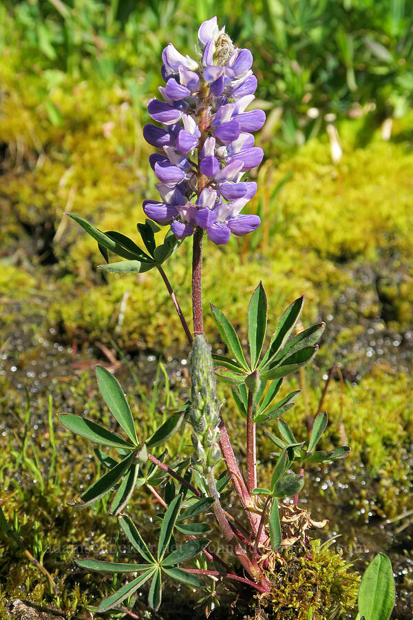 roadside lupine [Forest Road 39, Okanogan-Wenatchee National Forest, Okanogan County, Washington]