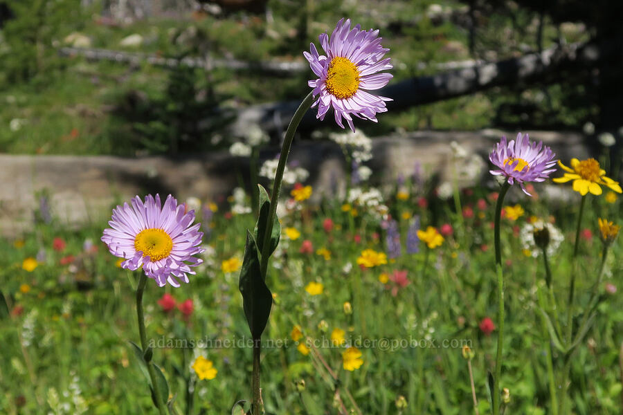 subalpine fleabane (Erigeron glacialis var. glacialis) [Forest Road 39, Okanogan-Wenatchee National Forest, Okanogan County, Washington]