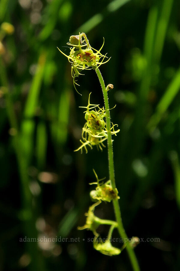 five-stamen mitrewort (Pectiantia pentandra (Mitella pentandra)) [Forest Road 39, Okanogan-Wenatchee National Forest, Okanogan County, Washington]
