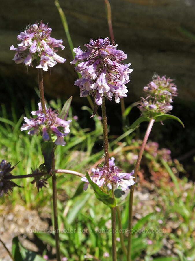pale purple Washington penstemon (Penstemon washingtonensis) [Freezeout Ridge Trail, Okanogan-Wenatchee National Forest, Okanogan County, Washington]
