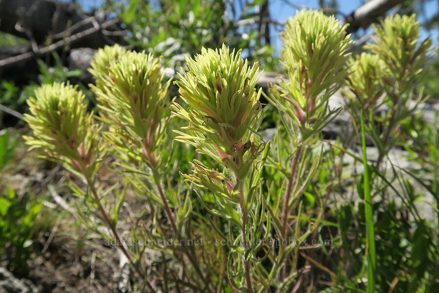 Thompson's paintbrush (Castilleja thompsonii) [Freezeout Ridge Trail, Okanogan-Wenatchee National Forest, Okanogan County, Washington]