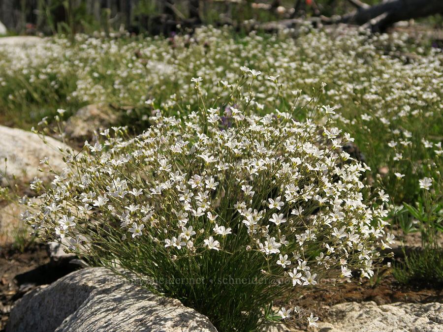 slender mountain sandwort (Eremogone capillaris (Arenaria capillaris)) [Freezeout Ridge Trail, Okanogan-Wenatchee National Forest, Okanogan County, Washington]