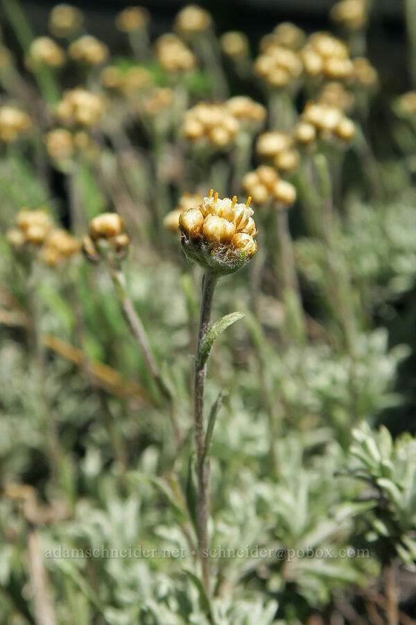 umber pussy-toes (Antennaria umbrinella) [Freezeout Ridge Trail, Okanogan-Wenatchee National Forest, Okanogan County, Washington]