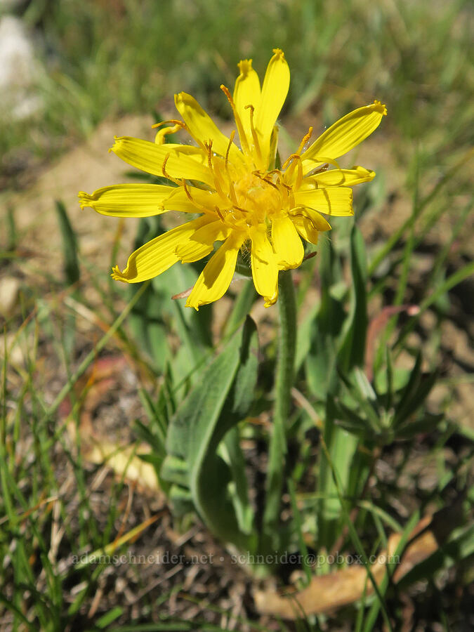 pale agoseris (Agoseris glauca) [Freezeout Ridge Trail, Okanogan-Wenatchee National Forest, Okanogan County, Washington]
