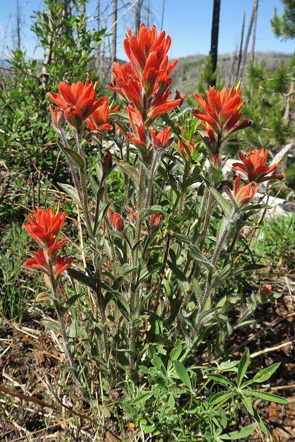 Wenatchee/Elmer's paintbrush (Castilleja elmeri) [Freezeout Ridge Trail, Okanogan-Wenatchee National Forest, Okanogan County, Washington]