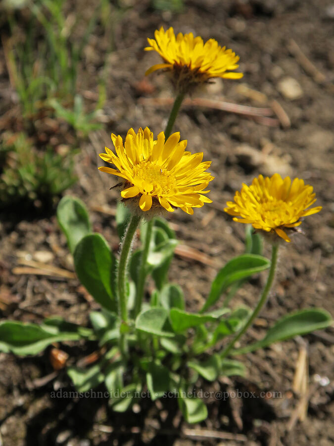 golden fleabane (Erigeron aureus) [Freezeout Ridge Trail, Okanogan-Wenatchee National Forest, Okanogan County, Washington]