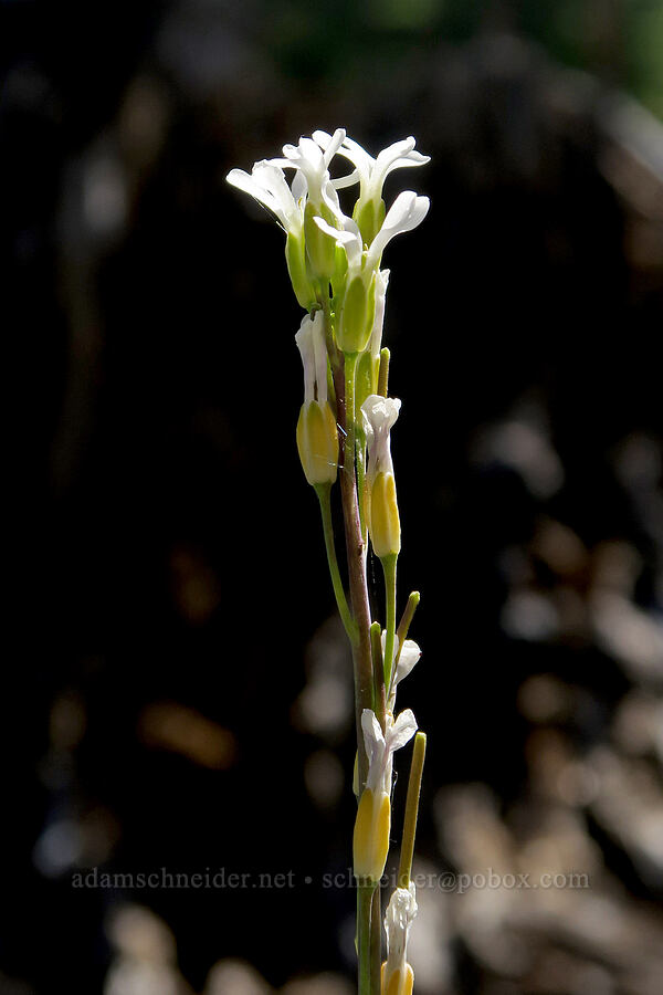 Drummond's rock-cress (Boechera stricta (Arabis drummondii)) [Freezeout Ridge Trail, Okanogan-Wenatchee National Forest, Okanogan County, Washington]
