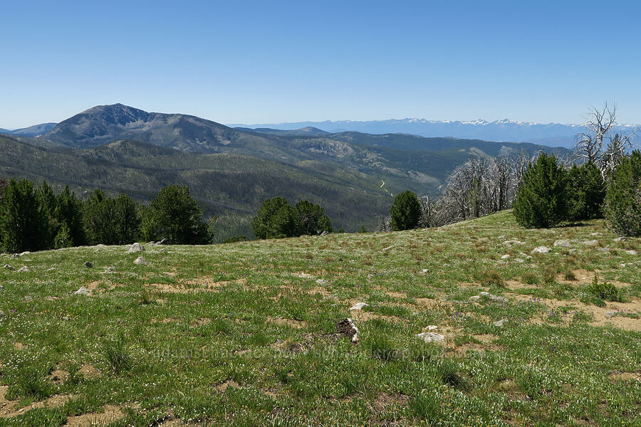view to the southwest [Freezeout Ridge Trail, Okanogan-Wenatchee National Forest, Okanogan County, Washington]