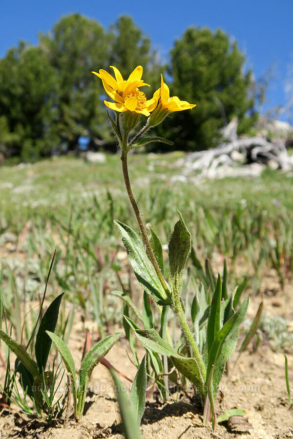 arnica (Arnica sp.) [Freezeout Ridge Trail, Okanogan-Wenatchee National Forest, Okanogan County, Washington]