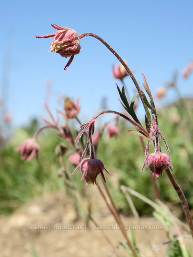 prairie smoke (Geum triflorum) [Freezeout Ridge Trail, Okanogan-Wenatchee National Forest, Okanogan County, Washington]