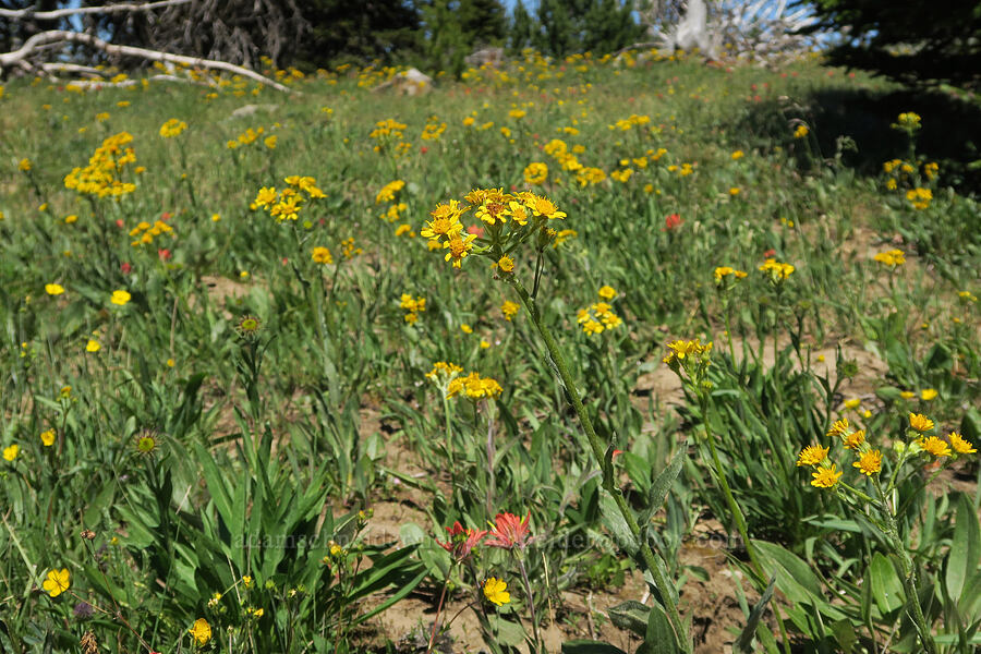 western groundsel (Senecio integerrimus) [Freezeout Ridge Trail, Okanogan-Wenatchee National Forest, Okanogan County, Washington]