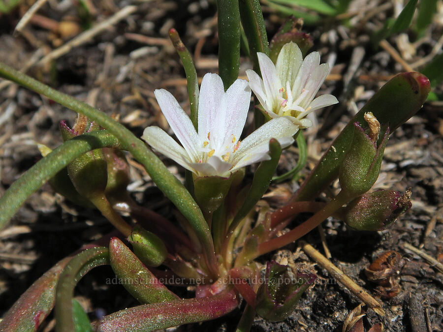 alpine lewisia (Lewisia pygmaea) [Freezeout Ridge Trail, Okanogan-Wenatchee National Forest, Okanogan County, Washington]