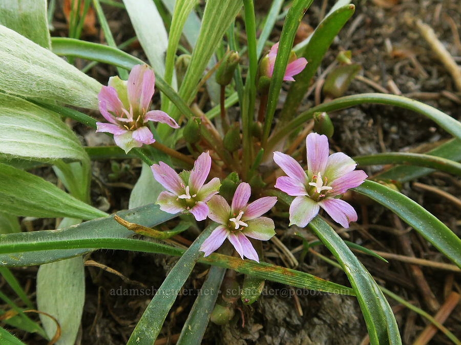 alpine lewisia (Lewisia pygmaea) [Freezeout Ridge Trail, Okanogan-Wenatchee National Forest, Okanogan County, Washington]
