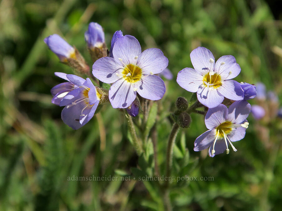 showy Jacob's-ladder (Polemonium pulcherrimum ssp. pulcherrimum) [Freezeout Ridge Trail, Okanogan-Wenatchee National Forest, Okanogan County, Washington]