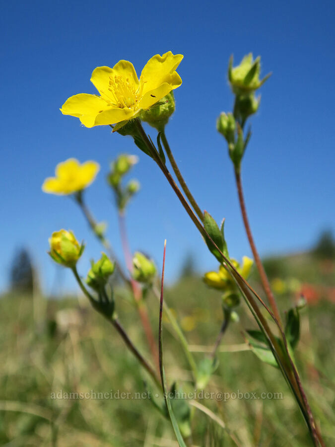 Drummond's cinquefoil (Potentilla drummondii ssp. drummondii) [Freezeout Ridge Trail, Okanogan-Wenatchee National Forest, Okanogan County, Washington]