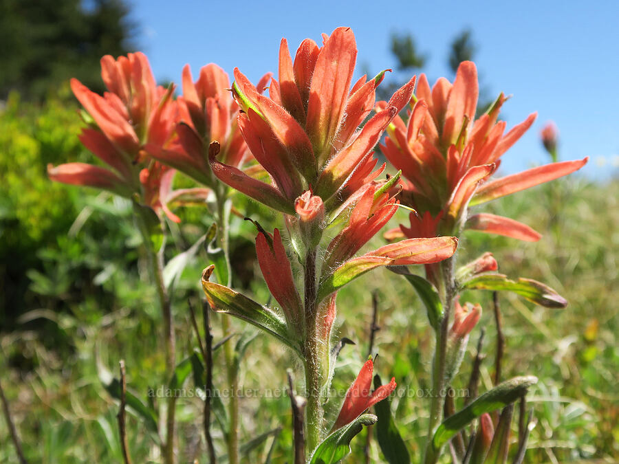 Wenatchee/Elmer's paintbrush (Castilleja elmeri) [Freezeout Ridge Trail, Okanogan-Wenatchee National Forest, Okanogan County, Washington]
