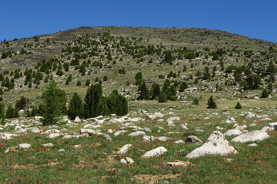 Tiffany Mountain [Freezeout Ridge Trail, Okanogan-Wenatchee National Forest, Okanogan County, Washington]