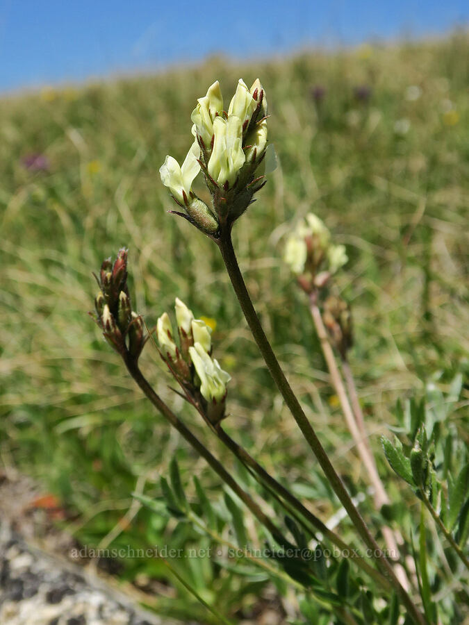 yellow locoweed (Oxytropis campestris var. cusickii) [Freezeout Ridge Trail, Okanogan-Wenatchee National Forest, Okanogan County, Washington]