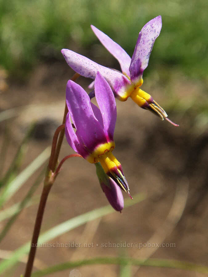 Alaskan shooting stars (Dodecatheon pulchellum var. macrocarpum (Primula pauciflora var. macrocarpa)) [Freezeout Ridge Trail, Okanogan-Wenatchee National Forest, Okanogan County, Washington]