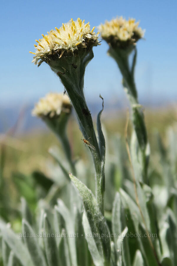 woolly pussy-toes (Antennaria lanata) [Freezeout Ridge Trail, Okanogan-Wenatchee National Forest, Okanogan County, Washington]