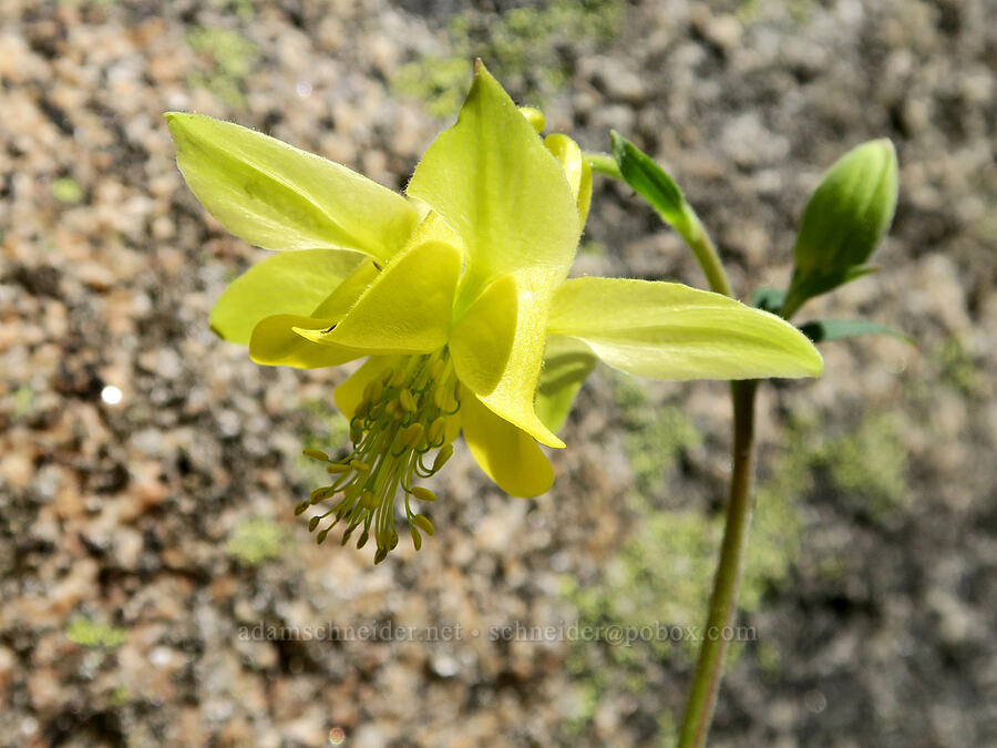 yellow columbine (Aquilegia flavescens) [Freezeout Ridge Trail, Okanogan-Wenatchee National Forest, Okanogan County, Washington]