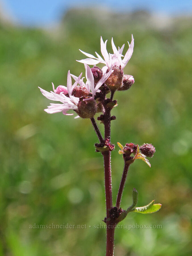 prairie star (Lithophragma glabrum) [Freezeout Ridge Trail, Okanogan-Wenatchee National Forest, Okanogan County, Washington]