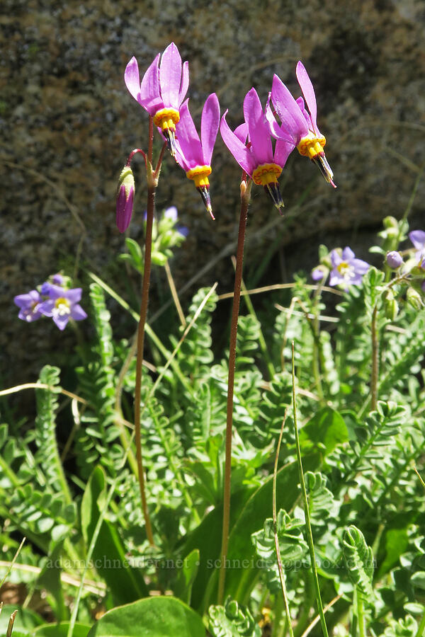Alaskan shooting stars (Dodecatheon pulchellum var. macrocarpum (Primula pauciflora var. macrocarpa)) [Freezeout Ridge Trail, Okanogan-Wenatchee National Forest, Okanogan County, Washington]