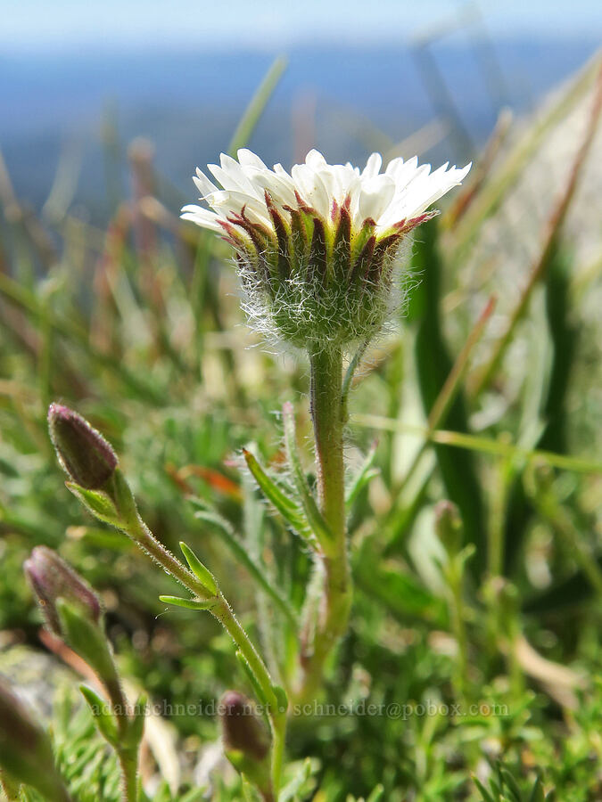 cut-leaf fleabane (Erigeron compositus) [Tiffany Mountain, Okanogan-Wenatchee National Forest, Okanogan County, Washington]