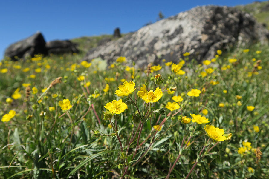 blue-leaf cinquefoil (Potentilla glaucophylla (Potentilla diversifolia var. glaucophylla)) [Tiffany Mountain, Okanogan-Wenatchee National Forest, Okanogan County, Washington]