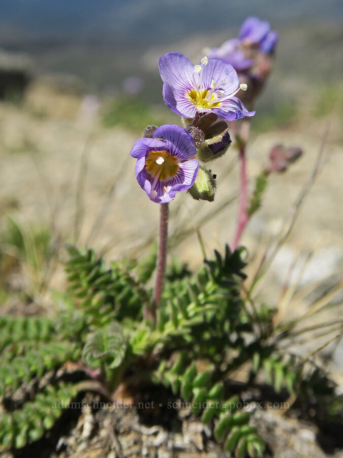 Jacob's-ladder (Polemonium sp.) [Tiffany Mountain, Okanogan-Wenatchee National Forest, Okanogan County, Washington]