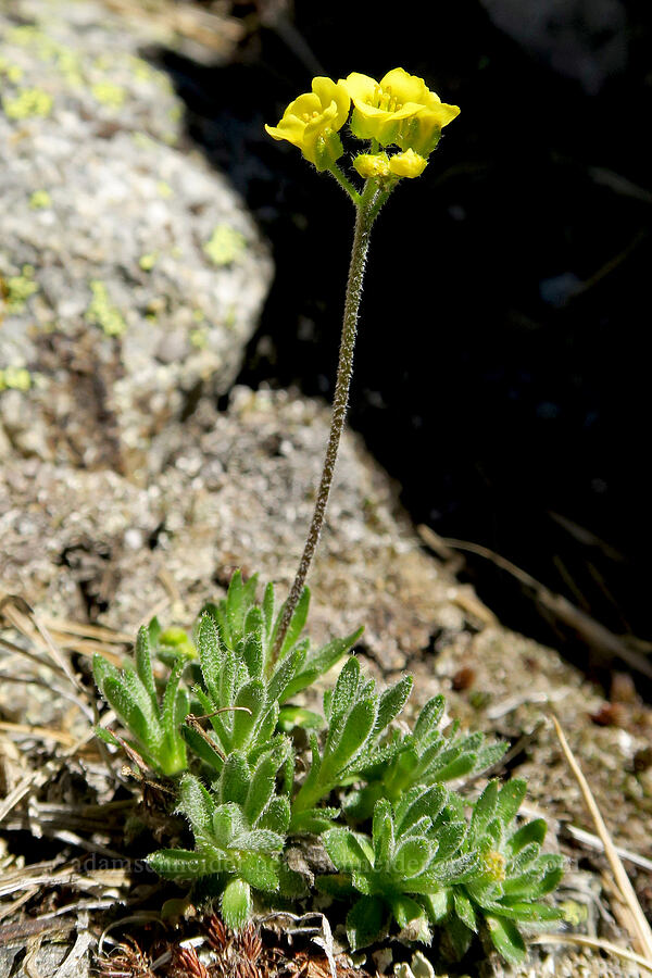 Yellowstone draba (Draba incerta) [Tiffany Mountain, Okanogan-Wenatchee National Forest, Okanogan County, Washington]