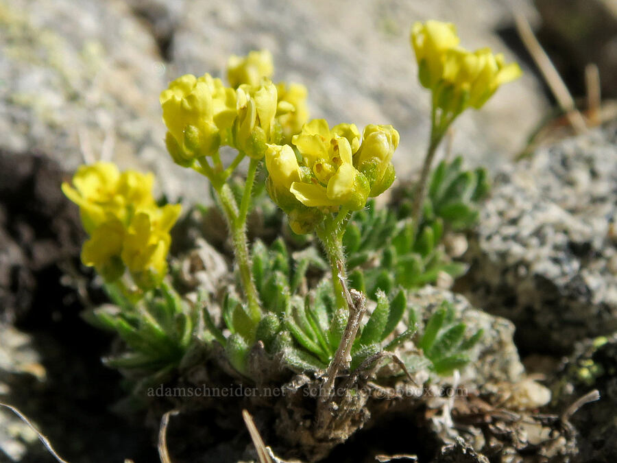 Yellowstone draba (Draba incerta) [Tiffany Mountain, Okanogan-Wenatchee National Forest, Okanogan County, Washington]