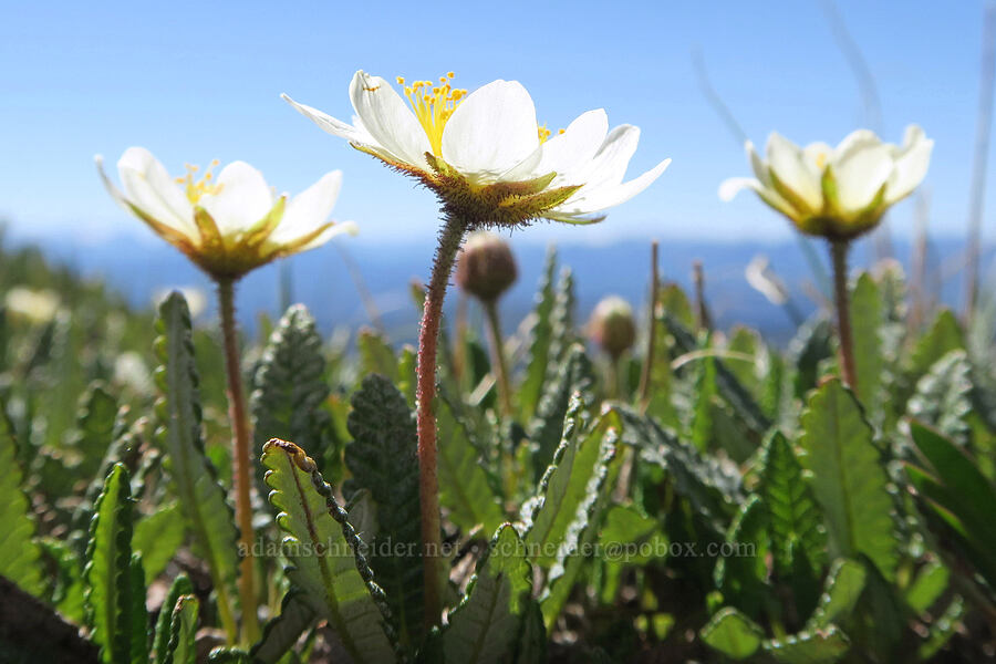 Hooker's mountain-avens (Dryas hookeriana (Dryas octopetala ssp. hookeriana)) [Tiffany Mountain, Okanogan-Wenatchee National Forest, Okanogan County, Washington]
