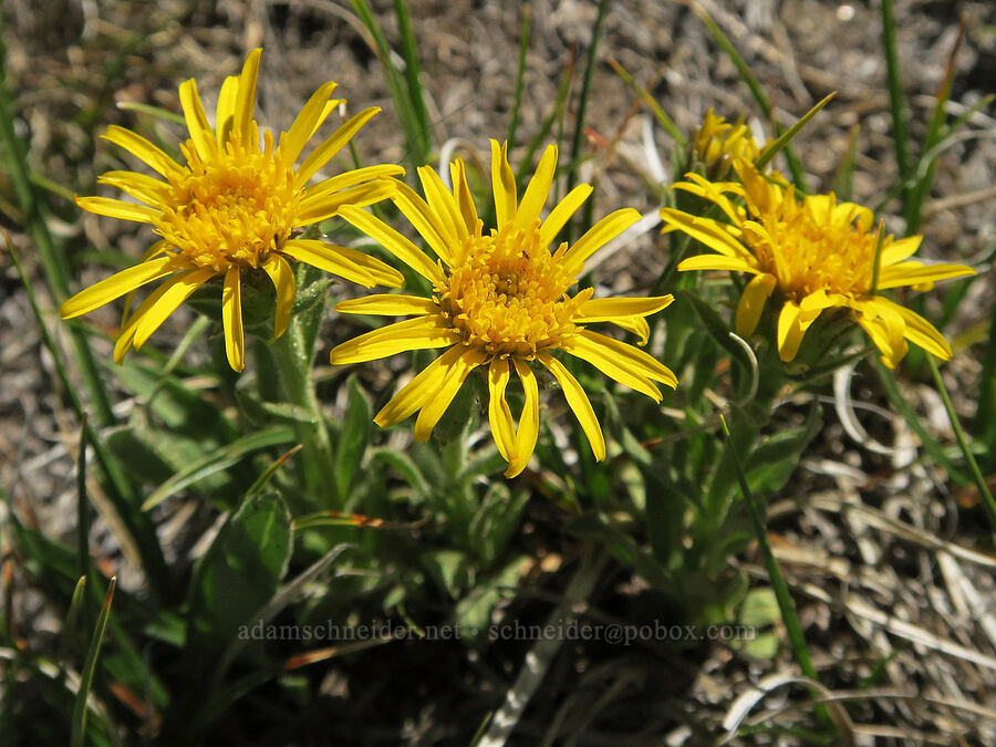 Lyall's goldenweed (Tonestus lyallii (Haplopappus lyallii)) [Tiffany Mountain, Okanogan-Wenatchee National Forest, Okanogan County, Washington]