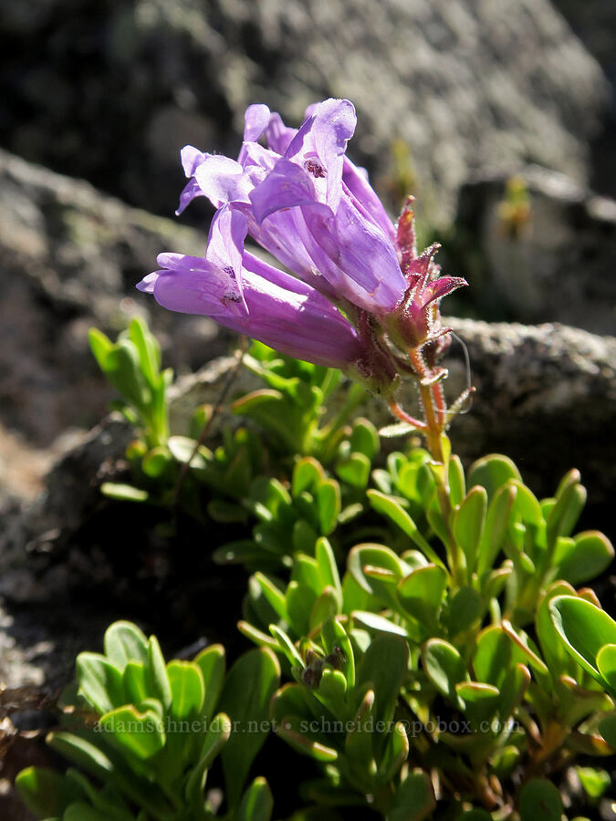 Davidson's penstemon (Penstemon davidsonii var. davidsonii) [Tiffany Mountain, Okanogan-Wenatchee National Forest, Okanogan County, Washington]