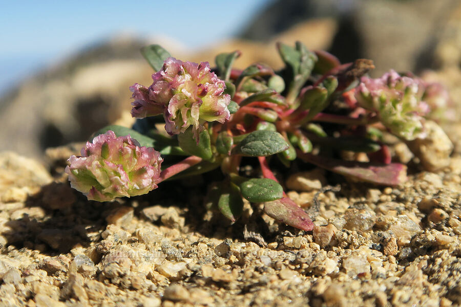 pussy-paws (Calyptridium umbellatum (Cistanthe umbellata)) [North Summit Trail, Okanogan-Wenatchee National Forest, Okanogan County, Washington]