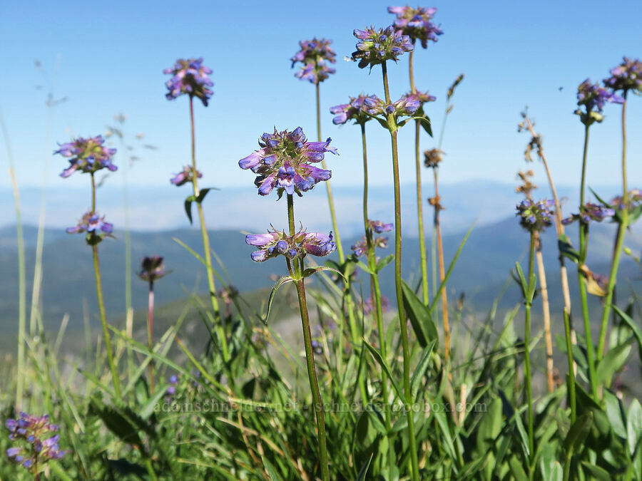 Washington penstemon (Penstemon washingtonensis) [North Summit Trail, Okanogan-Wenatchee National Forest, Okanogan County, Washington]