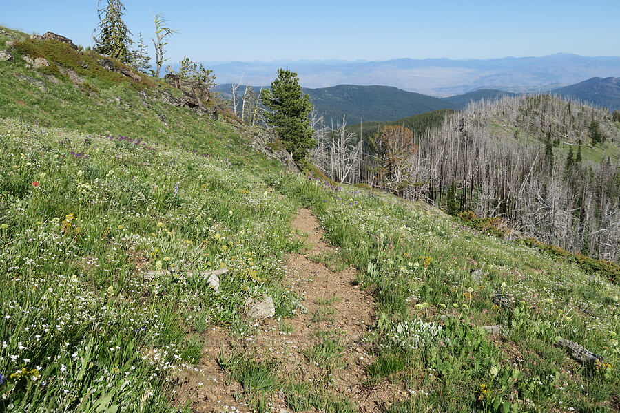 wildflowers (Eriogonum umbellatum, Toxicoscordion sp. (Zigadenus sp.), Eremogone capillaris (Arenaria capillaris), Penstemon sp.) [North Summit Trail, Okanogan-Wenatchee National Forest, Okanogan County, Washington]