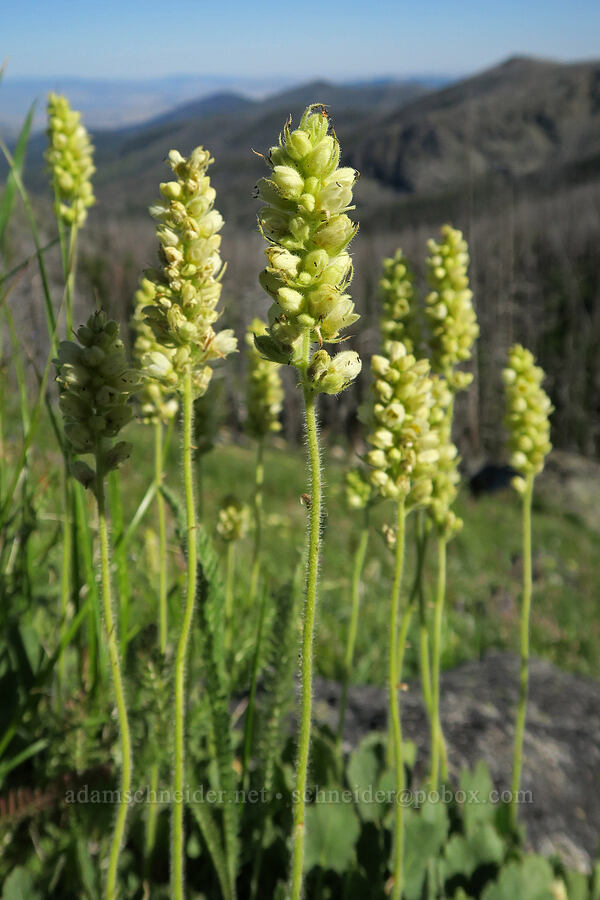 round-leaf alumroot (Heuchera cylindrica) [North Summit Trail, Okanogan-Wenatchee National Forest, Okanogan County, Washington]