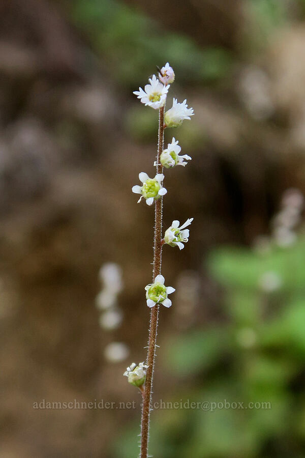three-parted mitrewort (Ozomelis trifida (Mitella trifida)) [Tiffany Lake Trail, Okanogan-Wenatchee National Forest, Okanogan County, Washington]