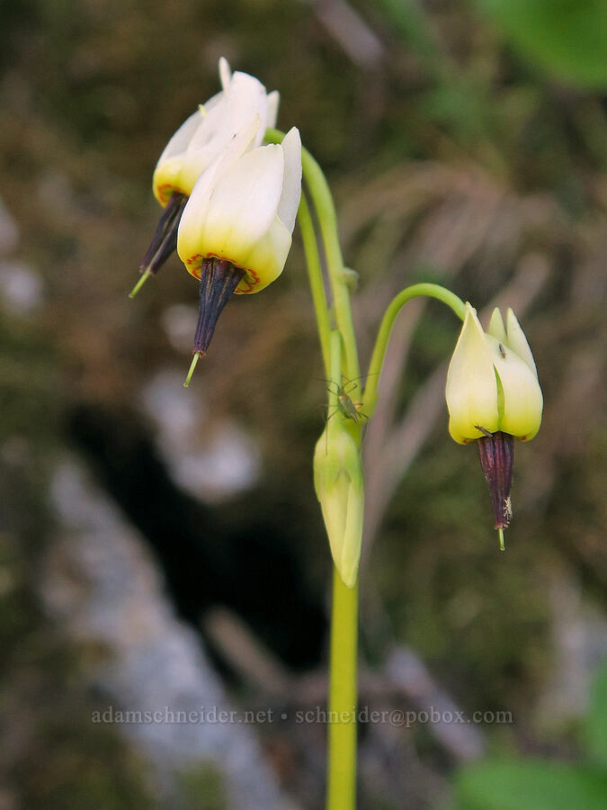 white shooting stars (Dodecatheon dentatum (Primula latiloba)) [Tiffany Lake Trail, Okanogan-Wenatchee National Forest, Okanogan County, Washington]