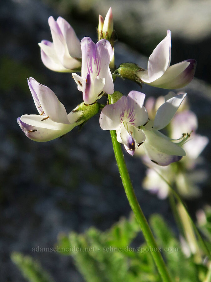 alpine milk-vetch (Astragalus alpinus) [Tiffany Lake Trail, Okanogan-Wenatchee National Forest, Okanogan County, Washington]