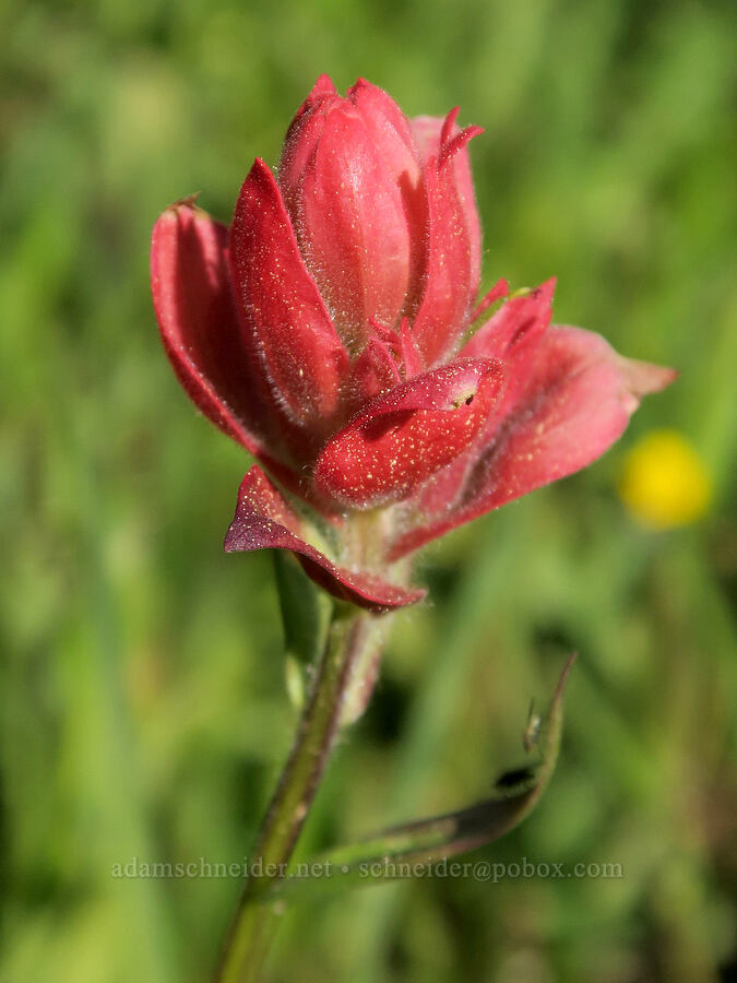 Wenatchee/Elmer's paintbrush (Castilleja elmeri) [Tiffany Lake Trail, Okanogan-Wenatchee National Forest, Okanogan County, Washington]