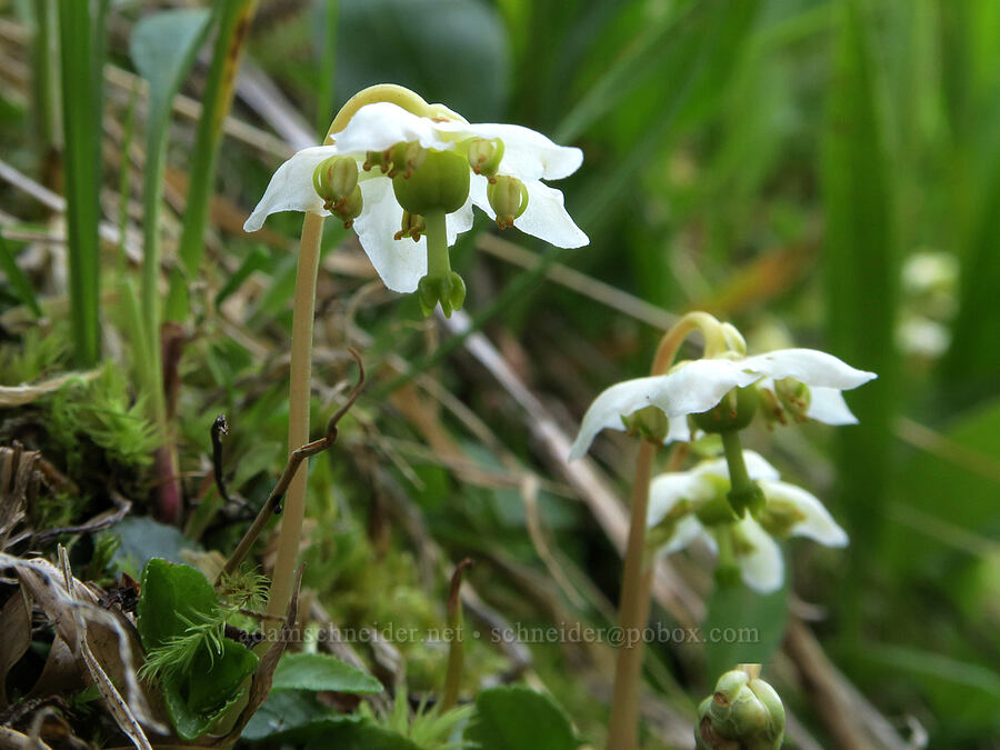 one-flower wintergreen (Moneses uniflora) [Tiffany Lake Trail, Okanogan-Wenatchee National Forest, Okanogan County, Washington]