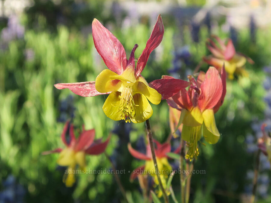 western columbine (Aquilegia formosa) [Tiffany Lake Trail, Okanogan-Wenatchee National Forest, Okanogan County, Washington]