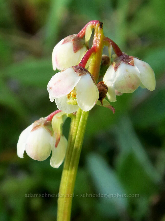 snow-line wintergreen (Pyrola minor) [Tiffany Lake Trail, Okanogan-Wenatchee National Forest, Okanogan County, Washington]