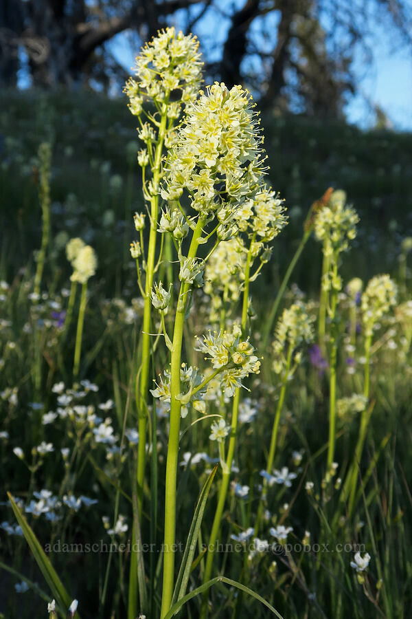 panicled death-camas (Toxicoscordion paniculatum (Zigadenus paniculatus)) [Tiffany Lake Trail, Okanogan-Wenatchee National Forest, Okanogan County, Washington]