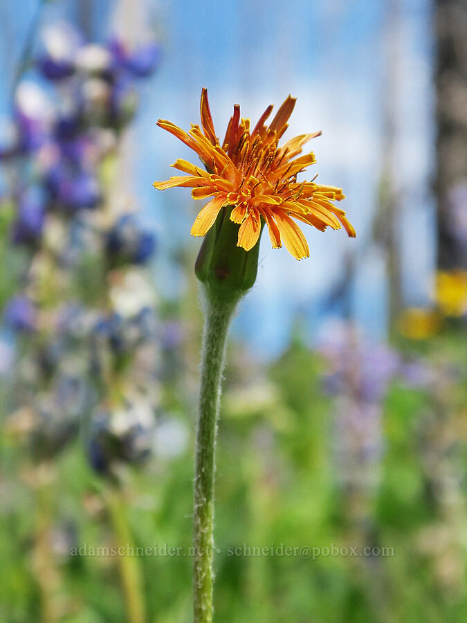 orange agoseris (Agoseris aurantiaca) [Parachute Meadow, Okanogan-Wenatchee National Forest, Okanogan County, Washington]
