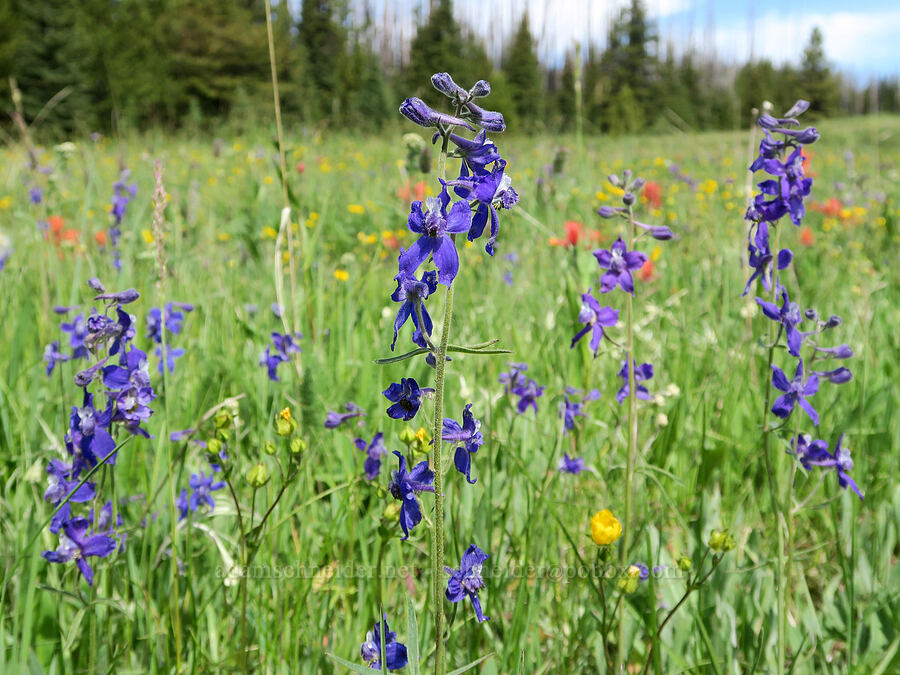 upland larkspur (Delphinium nuttallianum) [Parachute Meadow, Okanogan-Wenatchee National Forest, Okanogan County, Washington]