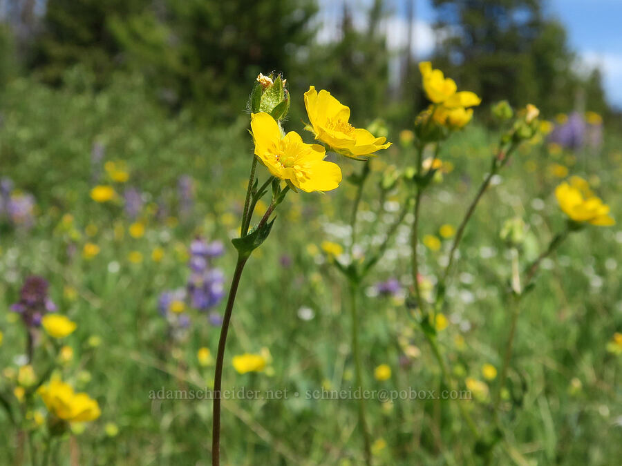 blue-leaf cinquefoil (Potentilla glaucophylla (Potentilla diversifolia var. glaucophylla)) [Parachute Meadow, Okanogan-Wenatchee National Forest, Okanogan County, Washington]